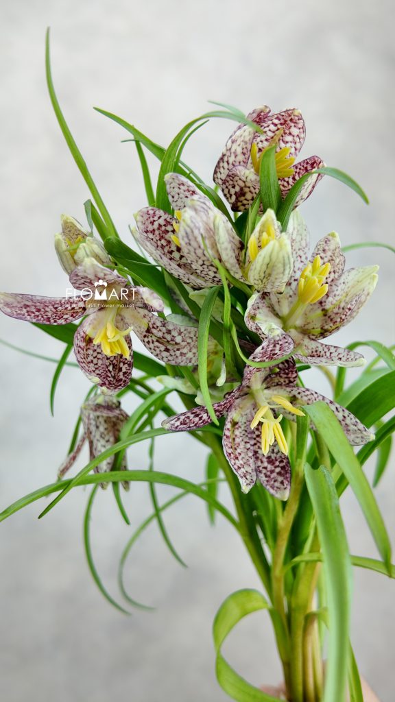 Fritillaria Meleagris