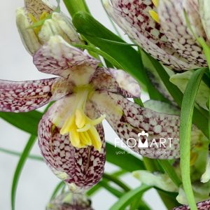 Fritillaria Meleagris - Image 2
