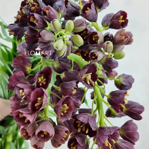 Fritillaria Persica