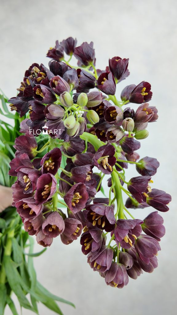 Fritillaria Persica