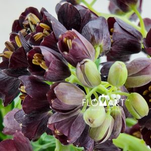 Fritillaria Persica - Image 2