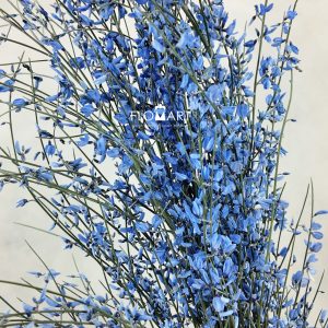 Genista Paint Blue