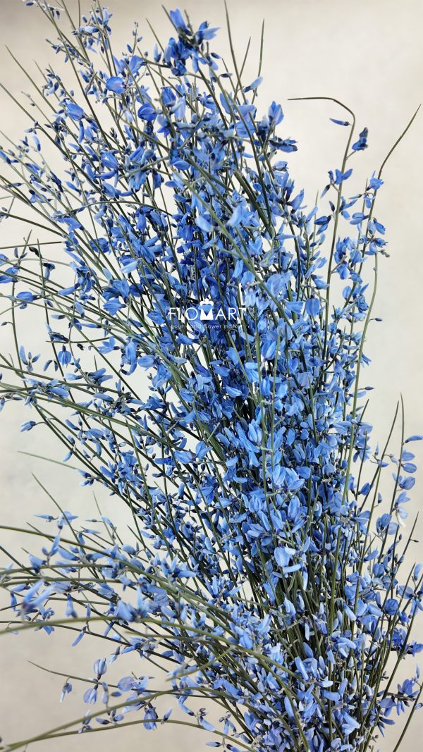 Genista Paint Blue