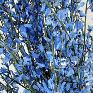 Genista Paint Blue - Image 2