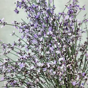 Genista Paint Milka
