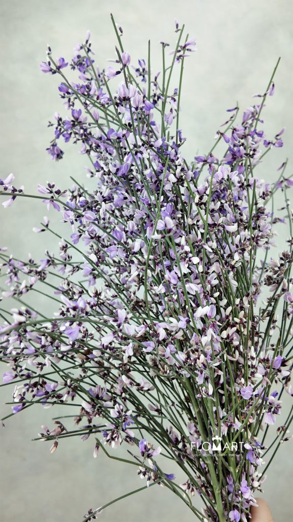 Genista Paint Milka