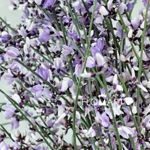 Genista Paint Milka - Image 2