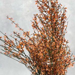 Genista Paint Orange