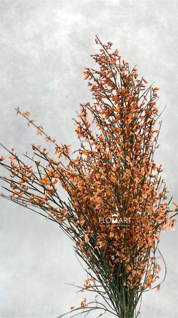 Genista Paint Orange