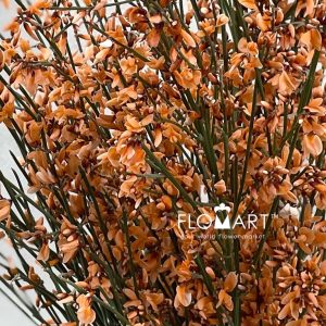 Genista Paint Orange - Image 2