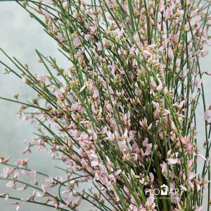 Genista Paint - Pink