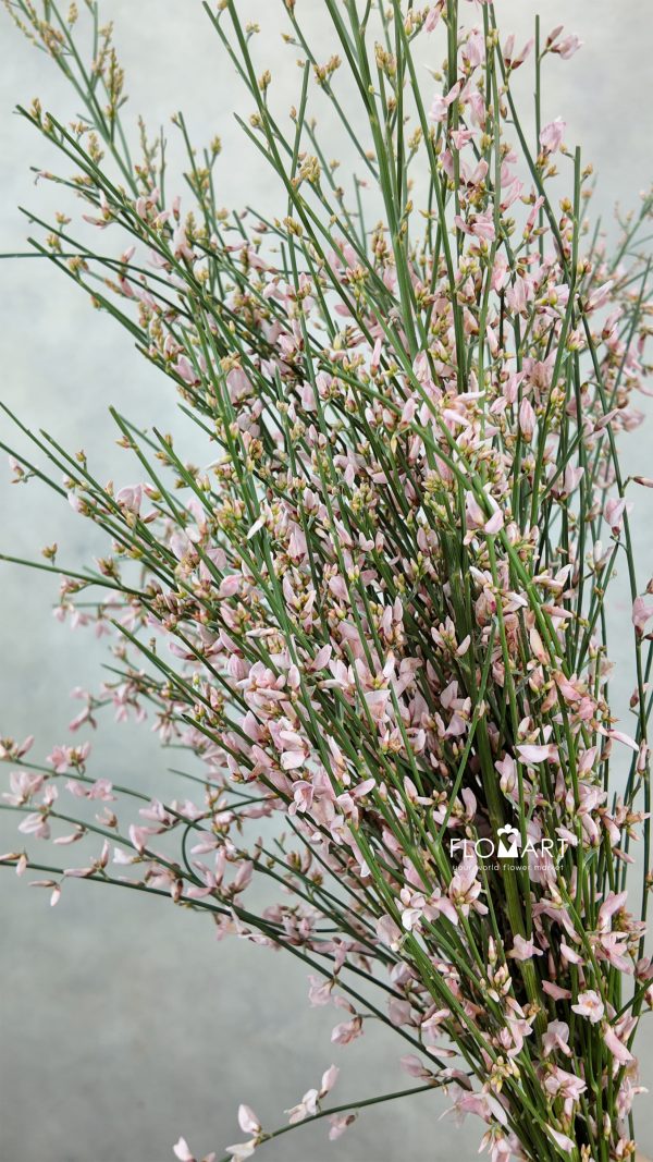 Genista Paint - Pink