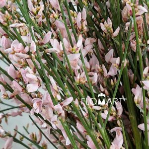 Genista Paint - Pink - Image 2