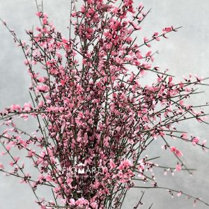 Genista Paint Red
