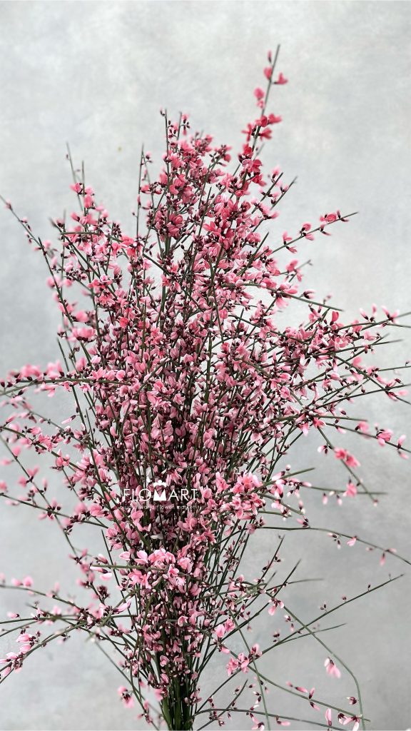 Genista Paint Red