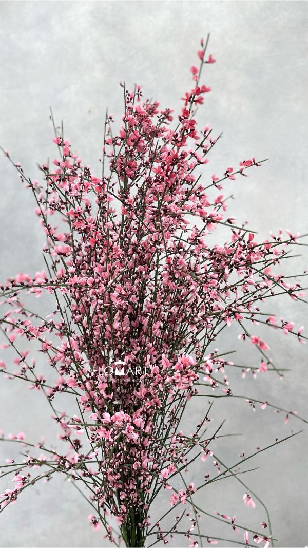 Genista Paint Red Genista Paint Red