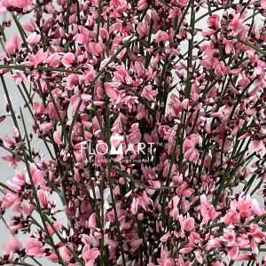 Genista Paint Red - Image 2