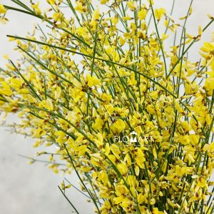 Genista Paint Yellow