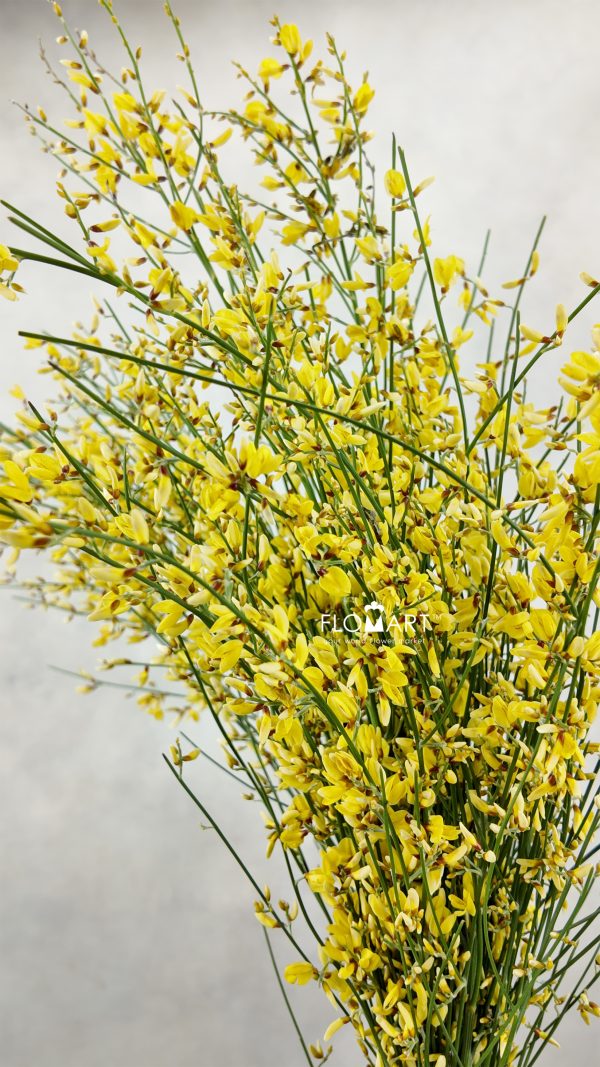 Genista Paint Yellow Genista Paint Yellow