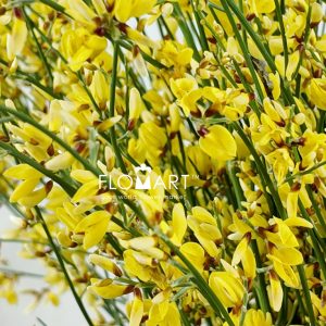 Genista Paint Yellow - Image 2