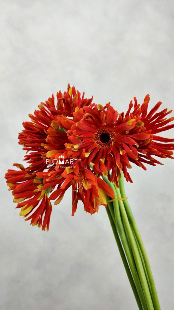 Gerbera Edge Curl Morocco