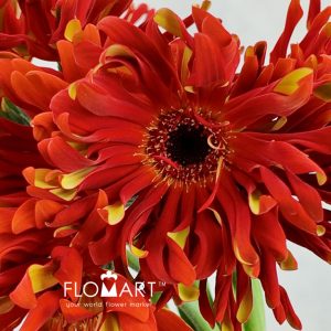 Gerbera Edge Curl Morocco - Image 2