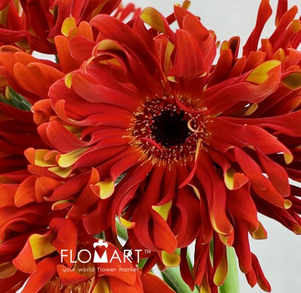 Gerbera Edge Curl Morocco