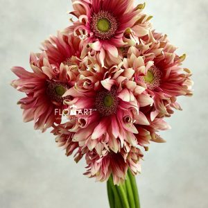 Gerbera Edge Curl Pink
