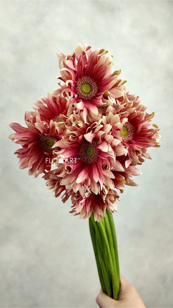 Gerbera Edge Curl Pink