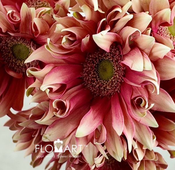 Gerbera Edge Curl Pink