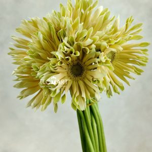 Gerbera Edge Curl White