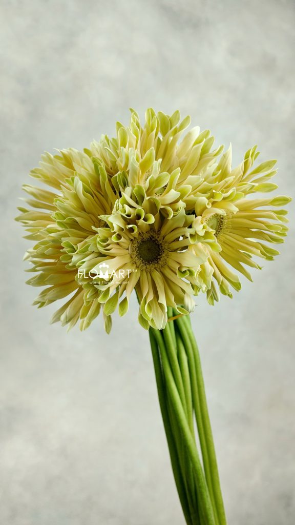 Gerbera Edge Curl White