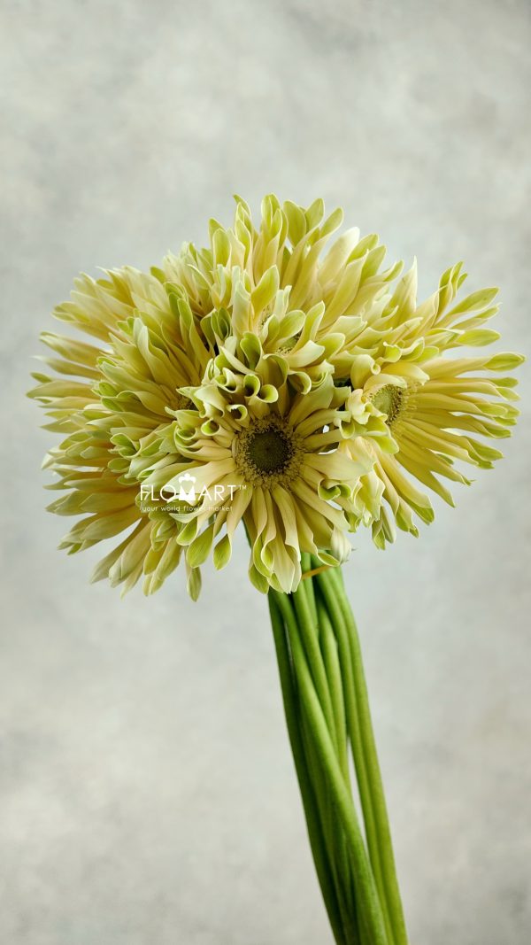 Gerbera Edge Curl White