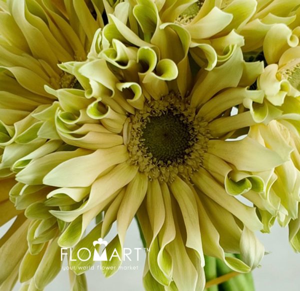Gerbera Edge Curl White