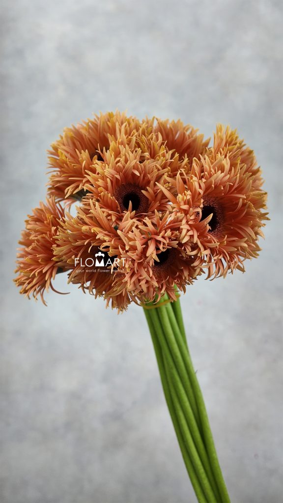 Gerbera Lace Orange