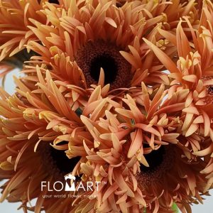 Gerbera Lace Orange - Image 2
