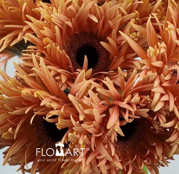 Gerbera Lace Orange