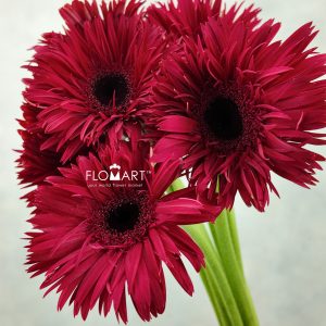 Gerbera Lace Peach