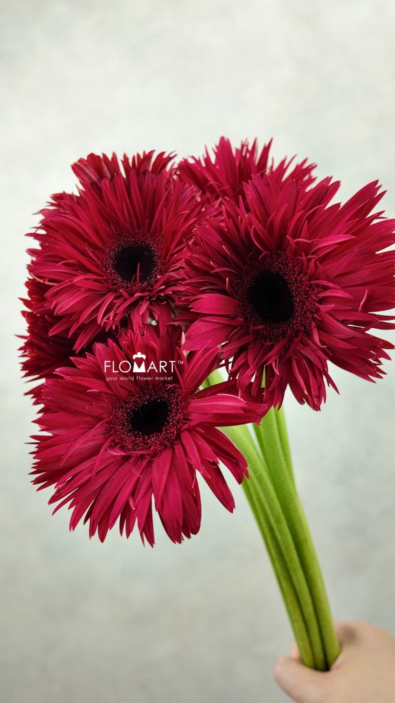 Gerbera Lace Peach