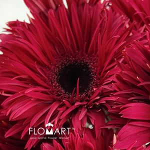 Gerbera Lace Peach - Image 2