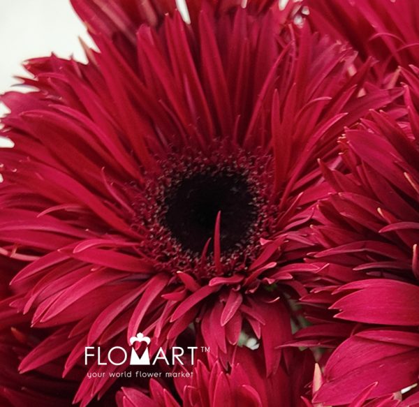 Gerbera Lace Peach