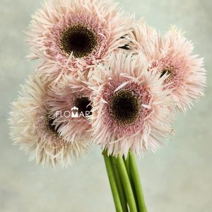 Gerbera Lace Pink