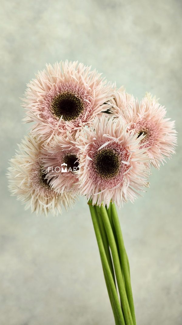 Gerbera Lace Pink