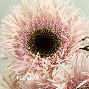 Gerbera Lace Pink - Image 2