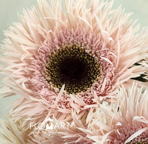 Gerbera Lace Pink