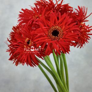Gerbera Lace Red