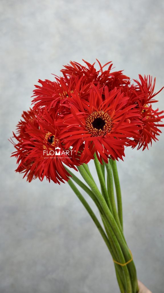 Gerbera Lace Red