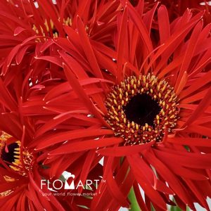 Gerbera Lace Red - Image 2