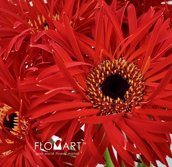 Gerbera Lace Red