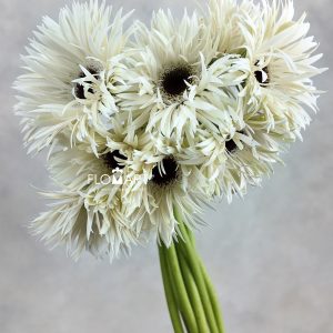 Gerbera Lace White Snow - Image 2